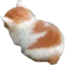 angy