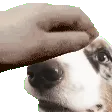 PETTHEWIGGLES PETTHEWIGGLES