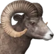 BHorn BHorn