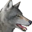 WolfC