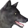 WolfM