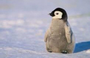 cutepenguin Discord emoji