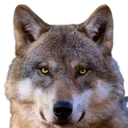 timberwolf