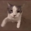 ezgif