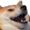 dogkek