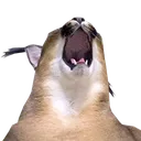 owie owie