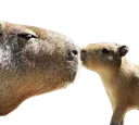 Capykissa