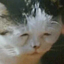 3CattoTired Discord emoji