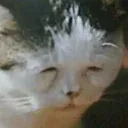 3CattoTired