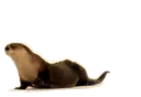 otterslide