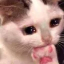 Sad Cat sad_cat Discord Emoji