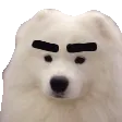 Brows