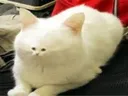 SMOLLFACECAT Discord Emoji