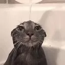 Wetcat wetcat Discord Emoji