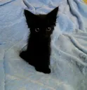 kitter2