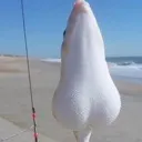 BALLSFISH