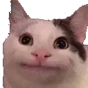 Catstare