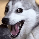 poggo Discord emoji