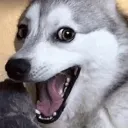 poggo poggo