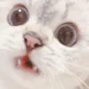 CatShock