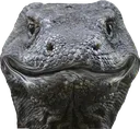 jacob