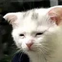 cattired