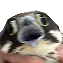 nooo
