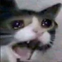 catsadge