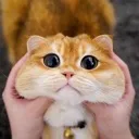 CuteSqueeze