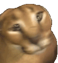 floppashake