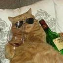 AS_zCatdrink