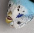 cheekybudgie Discord emoji