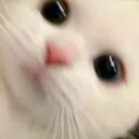 kitty_wtf kitty_wtf