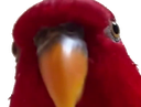 stellasus Discord emoji