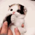 bliss_ccateats