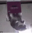 catjump2