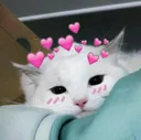sydamkisse