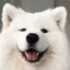 b_DogEars