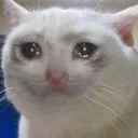 sadcat