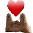 catAmor
