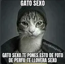 gato_sexo