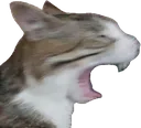 LETSFUCKINGPIIIIIIIIIIG