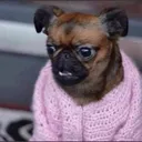 xennsdog
