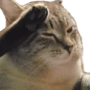 Cat Salute CatSalute Discord Emoji