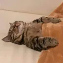 NekoWeak Discord Emoji