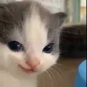 catevil