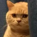 Neko Stare NekoStare Discord Emoji