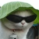 NekoLettuce Discord Emoji