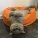 Neko Chill Discord Emoji