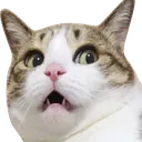 GASP